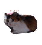 purity  cat（個別スタンプ：6）