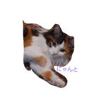 purity  cat（個別スタンプ：7）