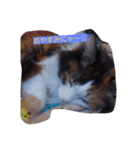 purity  cat（個別スタンプ：8）