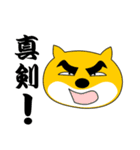 柴犬のぽち（個別スタンプ：13）