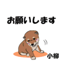 小柳さん用の名前スタンプ・子犬イラスト（個別スタンプ：1）