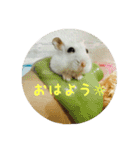 ジャンガリアンハムスター おもちくん（個別スタンプ：1）