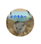 ジャンガリアンハムスター おもちくん（個別スタンプ：3）