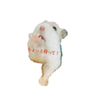 ジャンガリアンハムスター おもちくん（個別スタンプ：5）