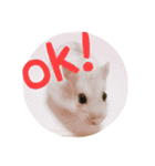 ジャンガリアンハムスター おもちくん（個別スタンプ：10）