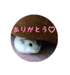 ジャンガリアンハムスター おもちくん（個別スタンプ：11）