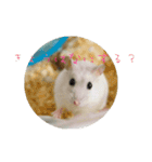 ジャンガリアンハムスター おもちくん（個別スタンプ：12）