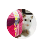 ジャンガリアンハムスター おもちくん（個別スタンプ：16）