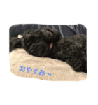 黒プーCocoののほほん生活（個別スタンプ：2）