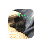 黒プーCocoののほほん生活（個別スタンプ：11）