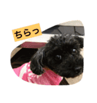 黒プーCocoののほほん生活（個別スタンプ：12）