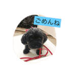 黒プーCocoののほほん生活（個別スタンプ：13）
