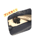 黒プーCocoののほほん生活（個別スタンプ：14）