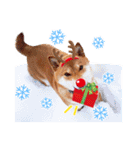 のんびり柴犬のダフ クリスマス＆お正月編（個別スタンプ：1）