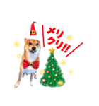 のんびり柴犬のダフ クリスマス＆お正月編（個別スタンプ：2）