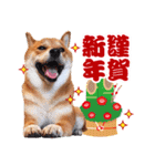 のんびり柴犬のダフ クリスマス＆お正月編（個別スタンプ：6）