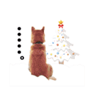 のんびり柴犬のダフ クリスマス＆お正月編（個別スタンプ：13）