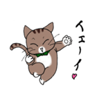 Energetic cat Jal（個別スタンプ：28）