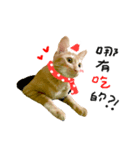 SALMON XMAS（個別スタンプ：7）
