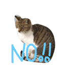 ねこねこねこここ（個別スタンプ：1）