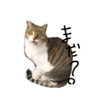 ねこねこねこここ（個別スタンプ：2）