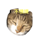 ねこねこねこここ（個別スタンプ：3）