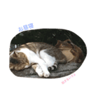 ねこねこねこここ（個別スタンプ：5）