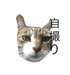 ねこねこねこここ（個別スタンプ：6）