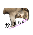 ねこねこねこここ（個別スタンプ：7）