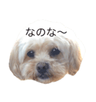 dog_memeko2（個別スタンプ：4）