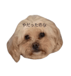 dog_memeko2（個別スタンプ：7）