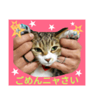 4cat.IDOL（個別スタンプ：13）