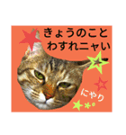 4cat.IDOL（個別スタンプ：16）