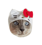 Tonkinese Cat Tom（個別スタンプ：8）