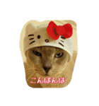 Tonkinese Cat Tom 2（個別スタンプ：1）