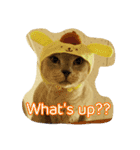Tonkinese Cat Tom 2（個別スタンプ：3）