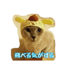 Tonkinese Cat Tom 2（個別スタンプ：4）