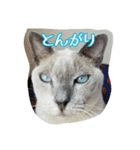 Tonkinese Cat Tom 2（個別スタンプ：5）