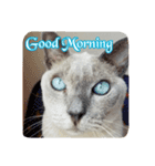 Tonkinese Cat Tom 2（個別スタンプ：6）