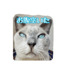 Tonkinese Cat Tom 2（個別スタンプ：7）