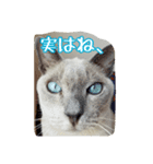Tonkinese Cat Tom 2（個別スタンプ：8）
