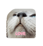 Tonkinese Cat Tom 2（個別スタンプ：9）