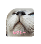 Tonkinese Cat Tom 2（個別スタンプ：10）