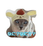 Tonkinese Cat Tom 2（個別スタンプ：11）