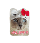 Tonkinese Cat Tom 2（個別スタンプ：13）