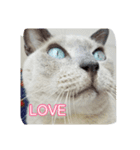 Tonkinese Cat Tom 2（個別スタンプ：14）