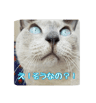 Tonkinese Cat Tom 2（個別スタンプ：15）