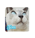 Tonkinese Cat Tom 2（個別スタンプ：16）
