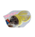 Tonkinese Cat Tom 2（個別スタンプ：19）