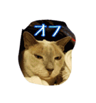 Tonkinese Cat Tom 2（個別スタンプ：20）